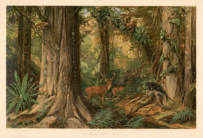 Z Indočíny (Barma), August Specht