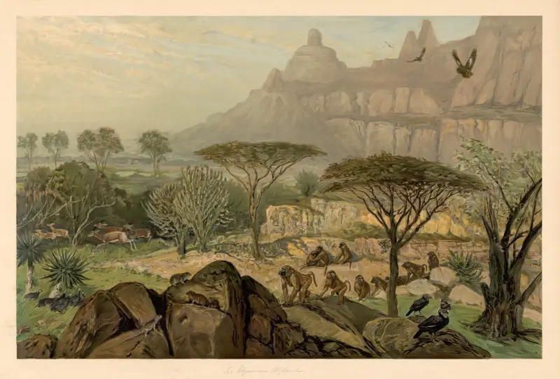 From the highlands of Abyssinia av August Specht