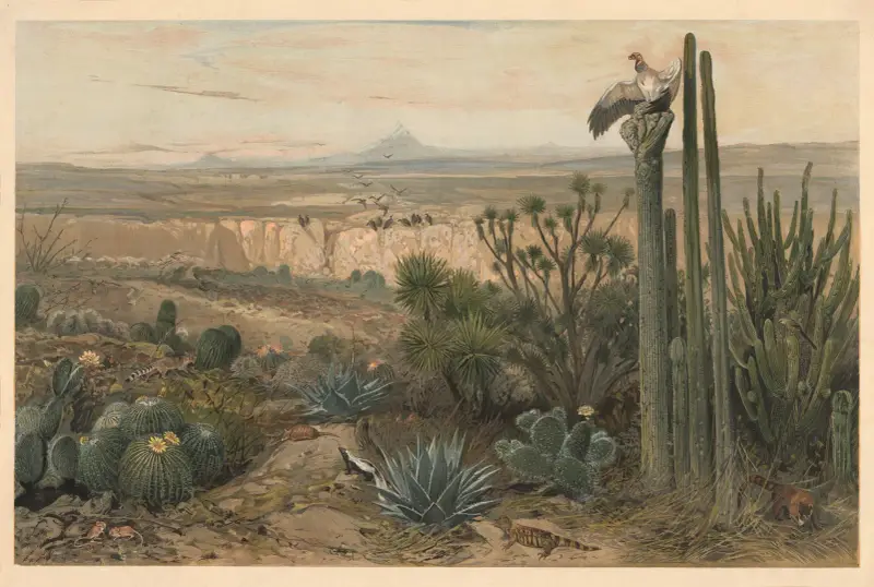 From the highlands of Mexico av August Specht