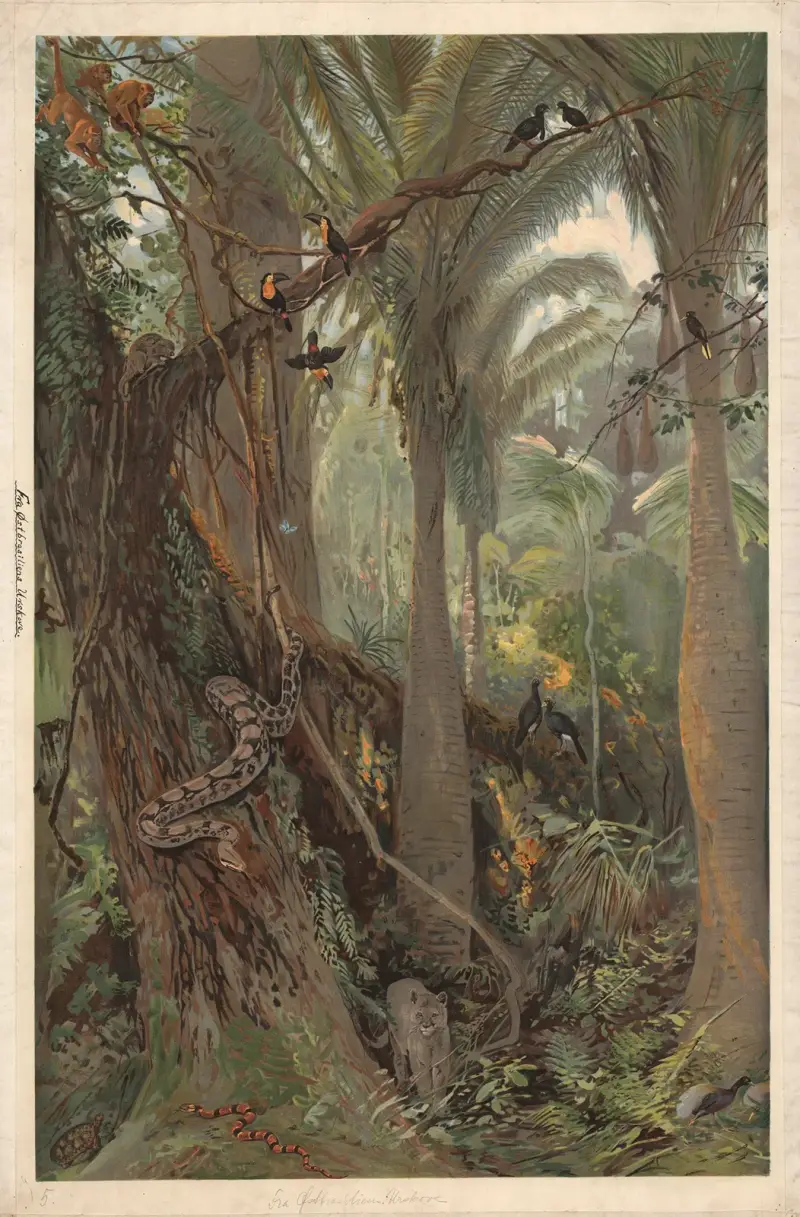 In einem ostbrasilianischen Regenwald von August Specht