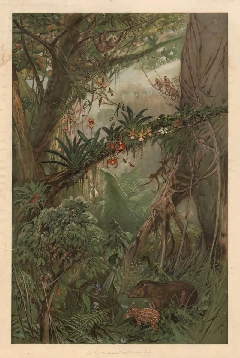 In the middle reaches of the Amazon River av August Specht