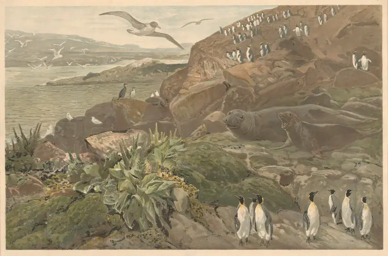 Na Kerguelen (v jižním oceánu), August Specht