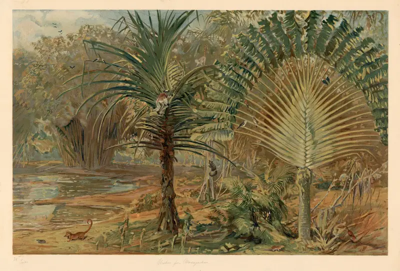 Urwald auf Madagaskar von August Specht