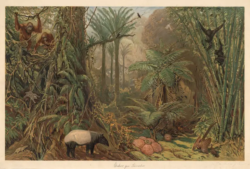 Prales na Sumatře, August Specht