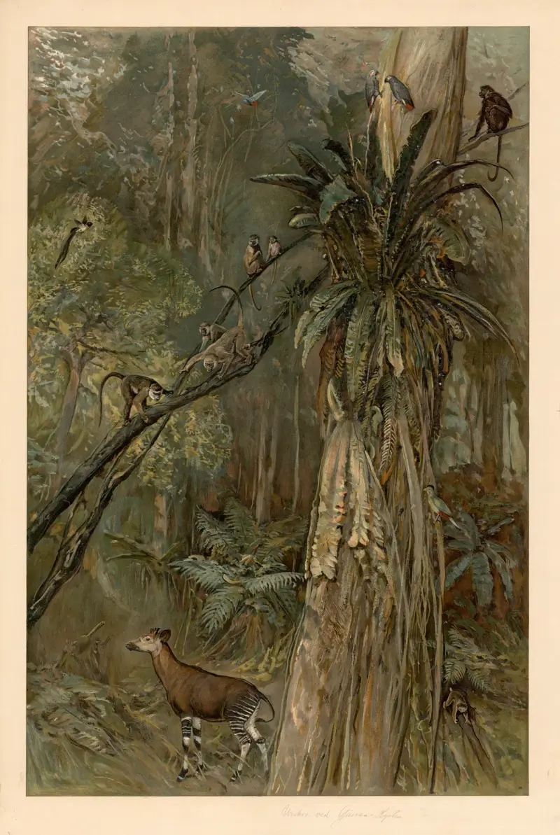 Primeval forest on the Guinea coast av August Specht