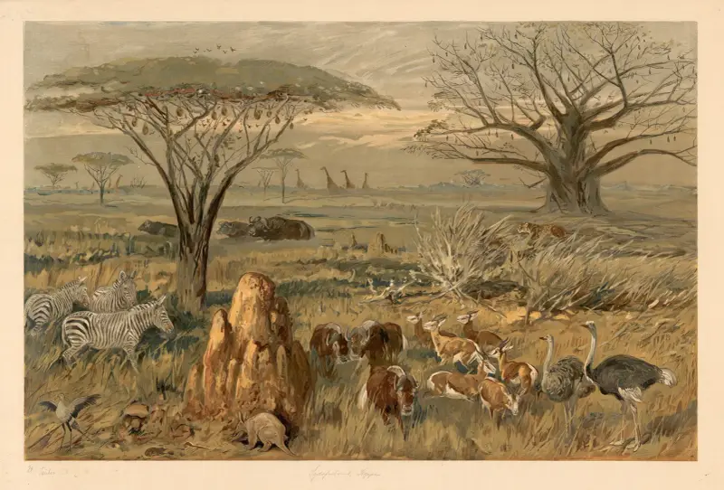 Jihoafrická step, August Specht