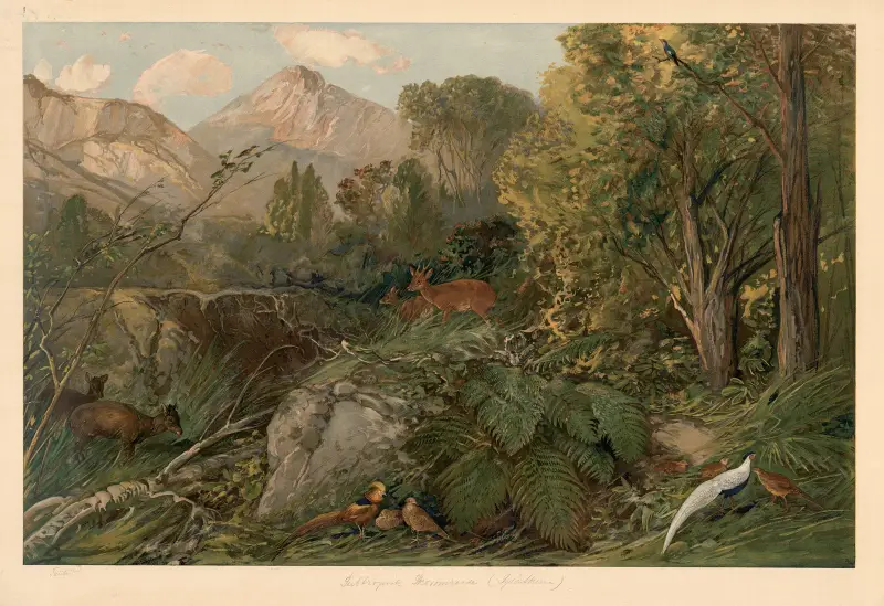 Subtropical Forest Area in Southeast China av August Specht