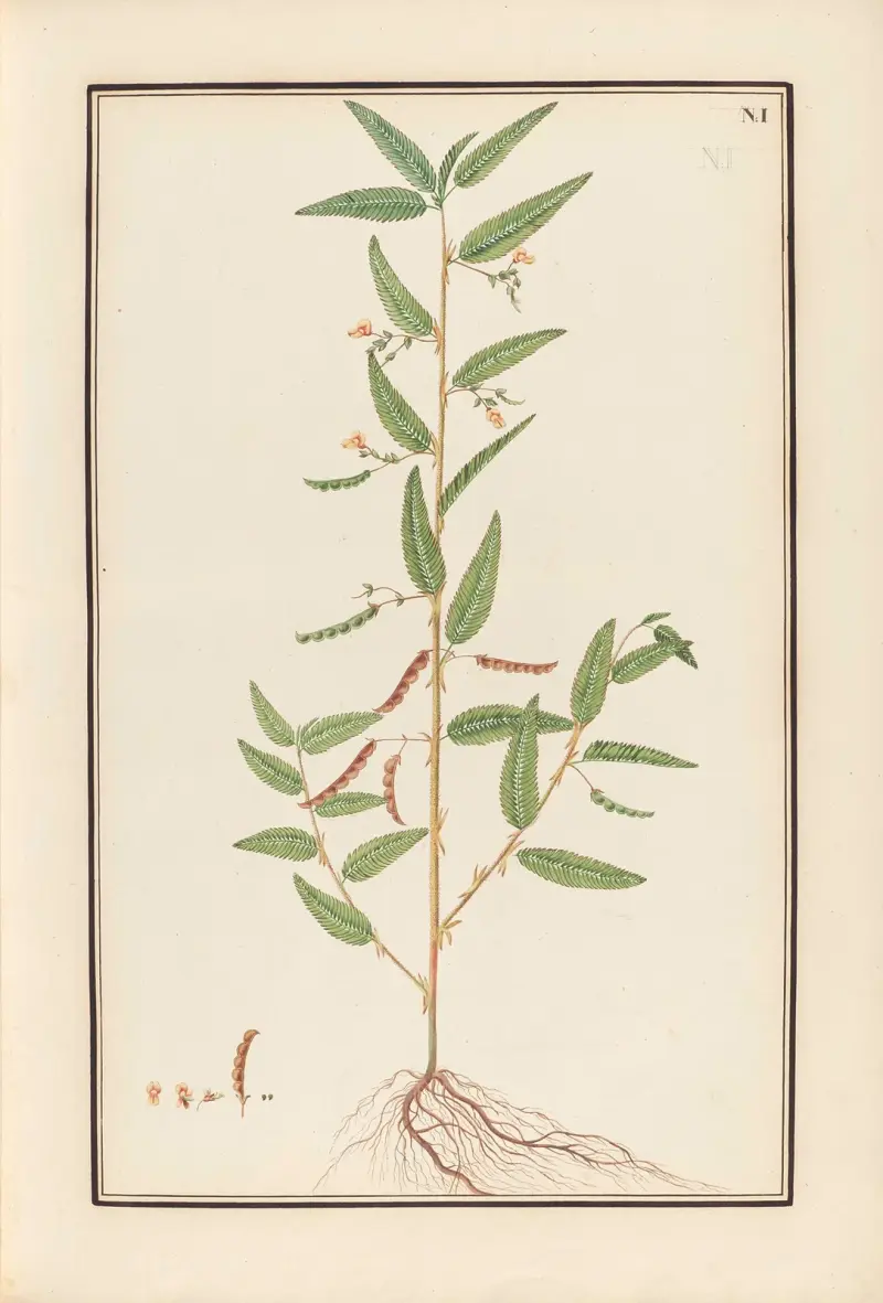 Stirpium imagines LXXV Pl.01 av Baldassare Cattrani