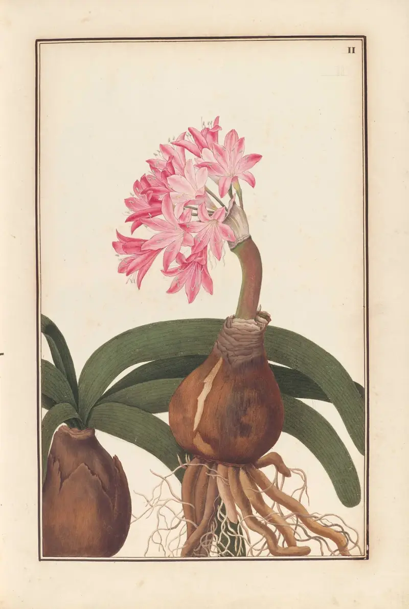 Stirpium imagines LXXV Pl.02 av Baldassare Cattrani