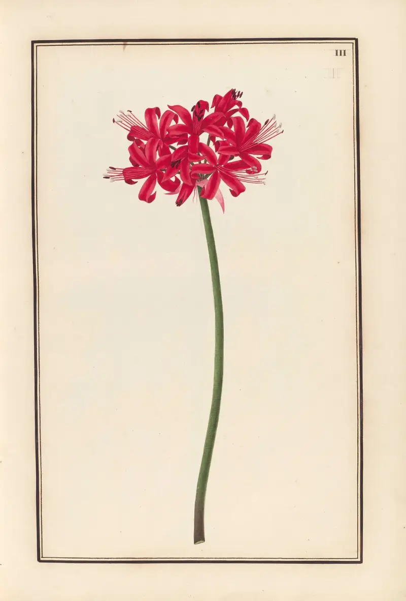 Stirpium imagines LXXV Pl.03 av Baldassare Cattrani
