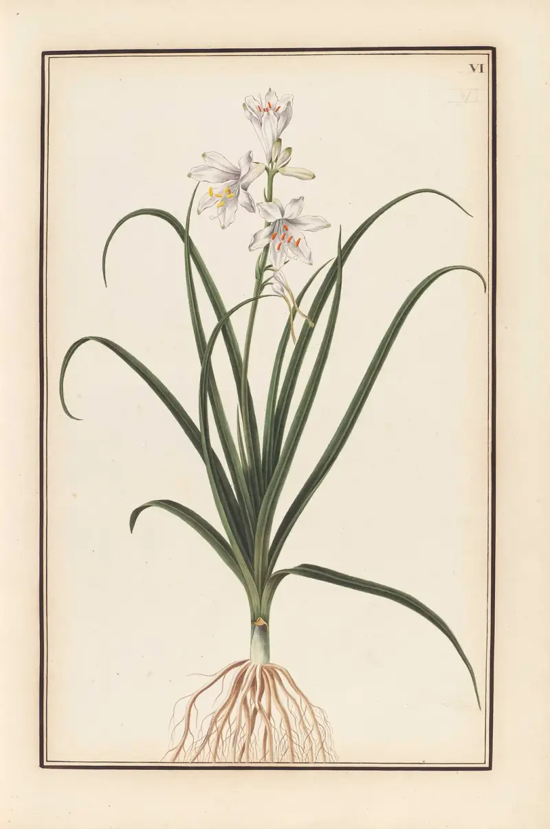 Stirpium imagines LXXV Pl.06 av Baldassare Cattrani