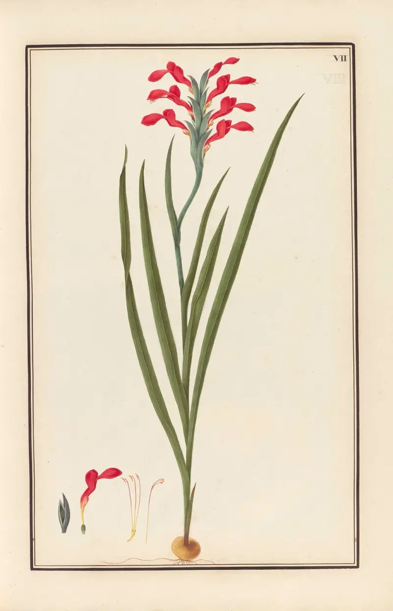 Stirpium imagines LXXV Pl.07 av Baldassare Cattrani