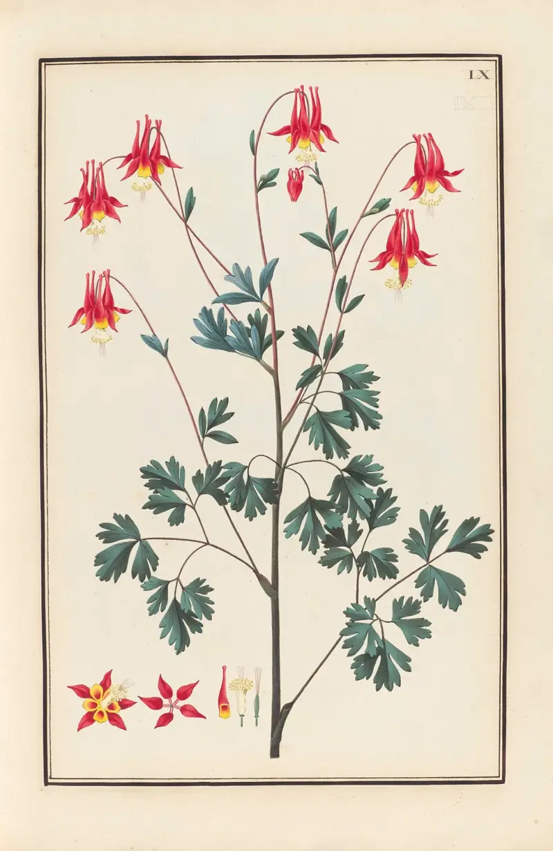 Stirpium imagines LXXV Pl.09 av Baldassare Cattrani