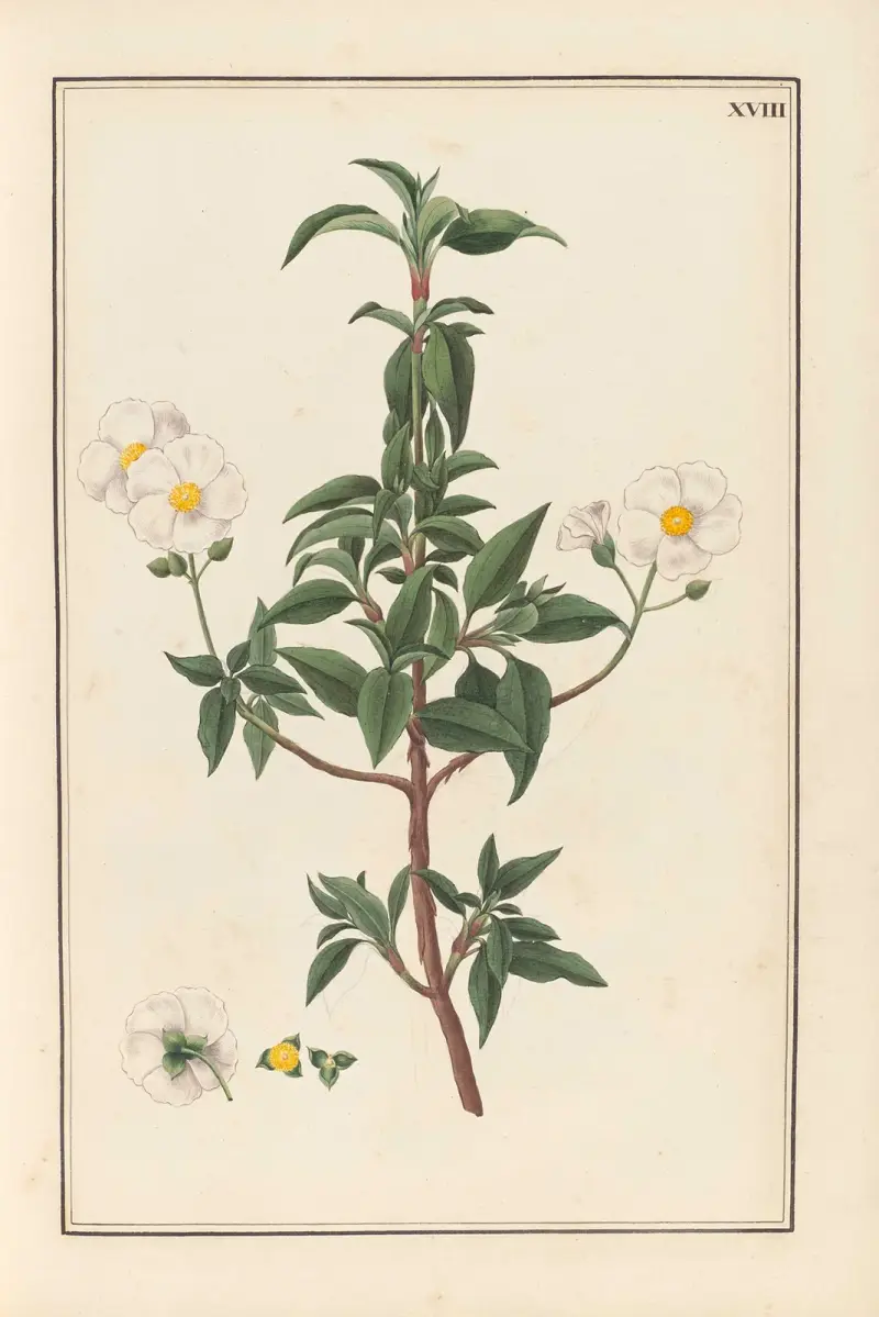 Stirpium imagines LXXV Pl.18 av Baldassare Cattrani