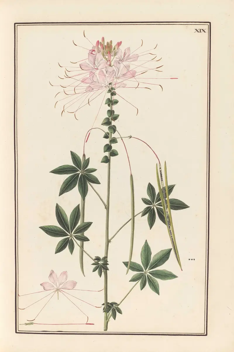 Stirpium imagines LXXV Pl.19 av Baldassare Cattrani