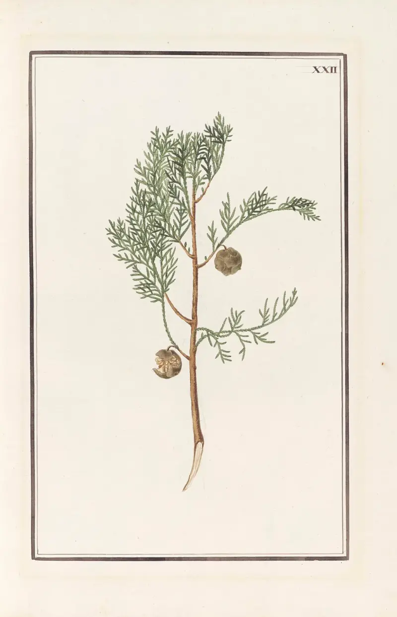 Stirpium imagines LXXV Pl.22 av Baldassare Cattrani