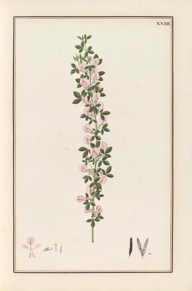 Stirpium imagines LXXV Pl.23 av Baldassare Cattrani