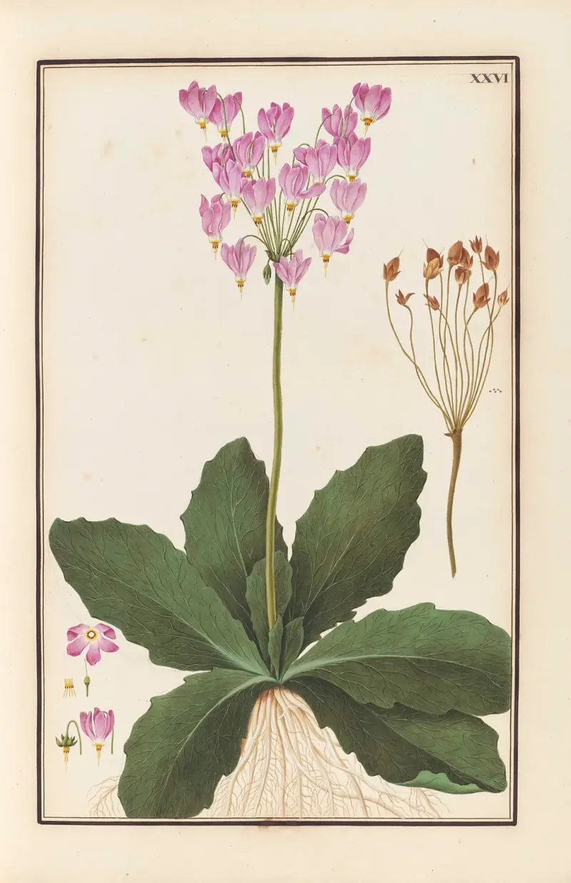 Stirpium imagines LXXV Pl.26 av Baldassare Cattrani