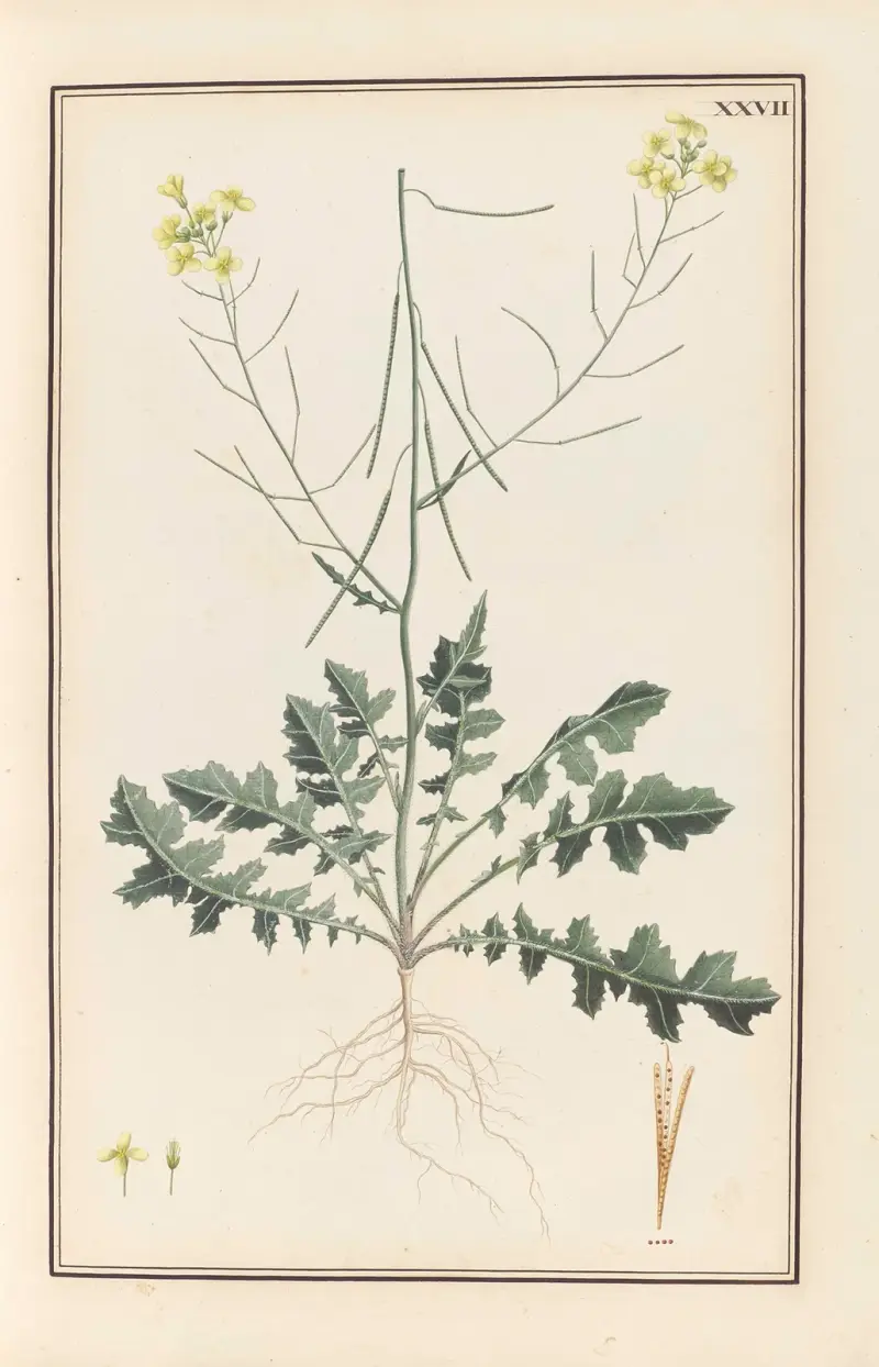 Stirpium imagines LXXV Pl.27 av Baldassare Cattrani