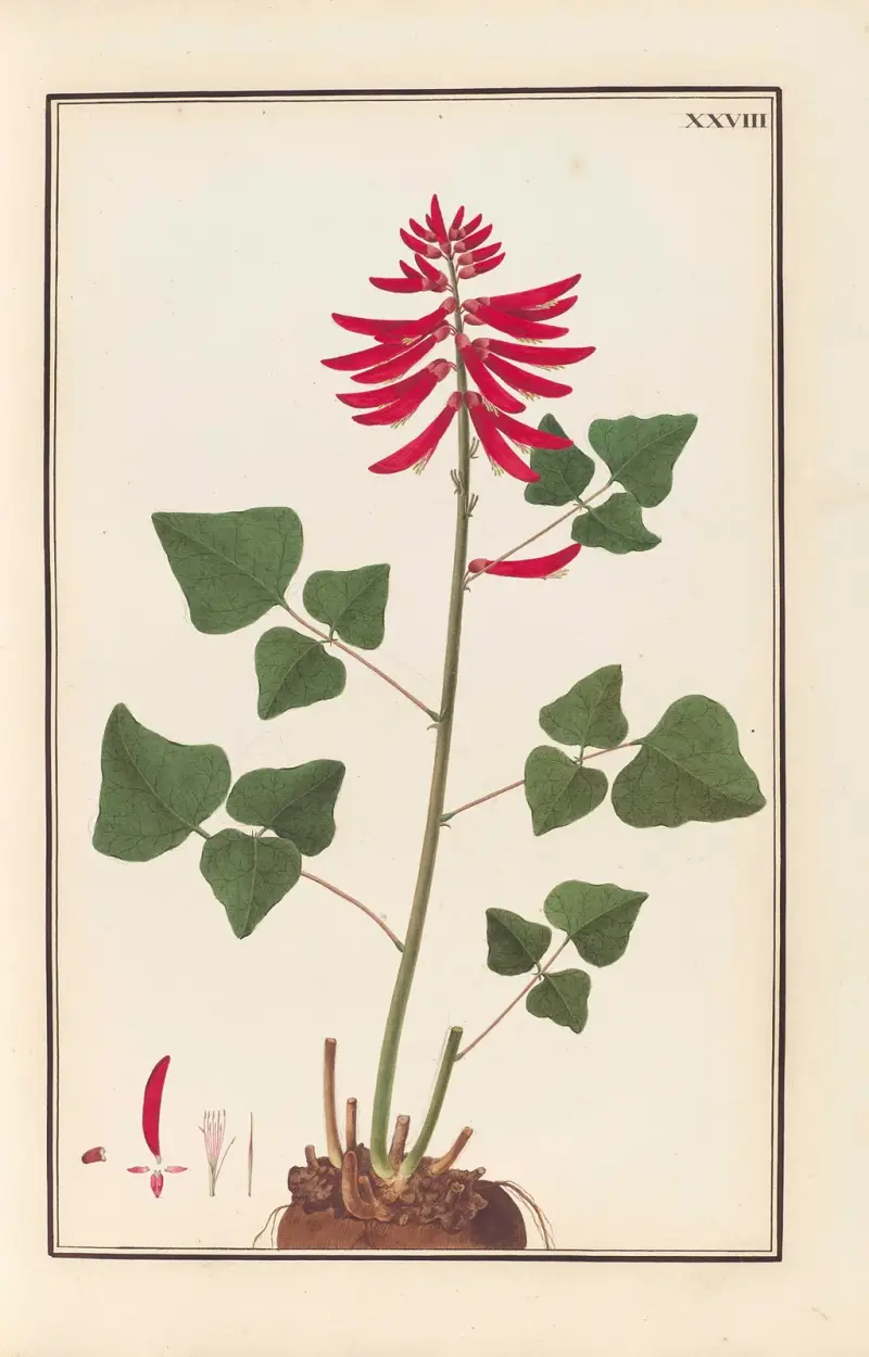 Stirpium imagines LXXV Pl.28 av Baldassare Cattrani