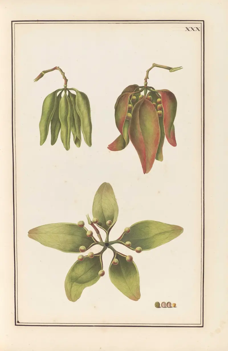 Stirpium imagines LXXV Pl.30 av Baldassare Cattrani