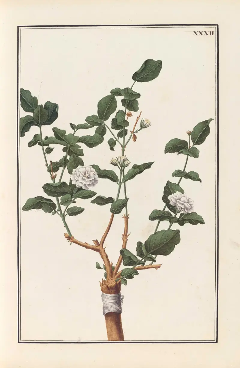 Stirpium imagines LXXV Pl.32 av Baldassare Cattrani