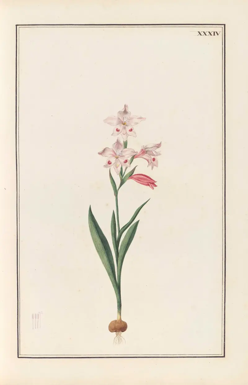 Stirpium imagines LXXV Tafel 34 von Baldassare Cattrani