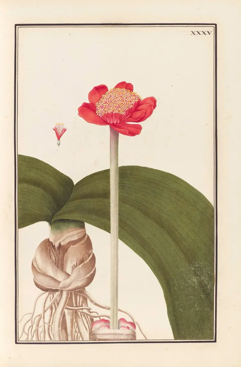 Stirpium imagines LXXV Pl.35 av Baldassare Cattrani