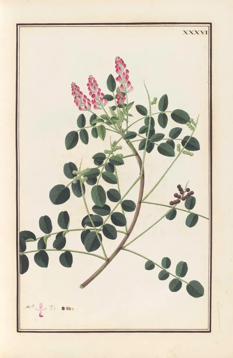 Stirpium imagines LXXV Pl.36 av Baldassare Cattrani