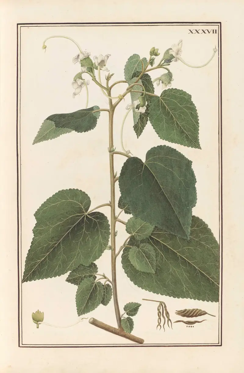 Stirpium imagines LXXV Pl.37 av Baldassare Cattrani