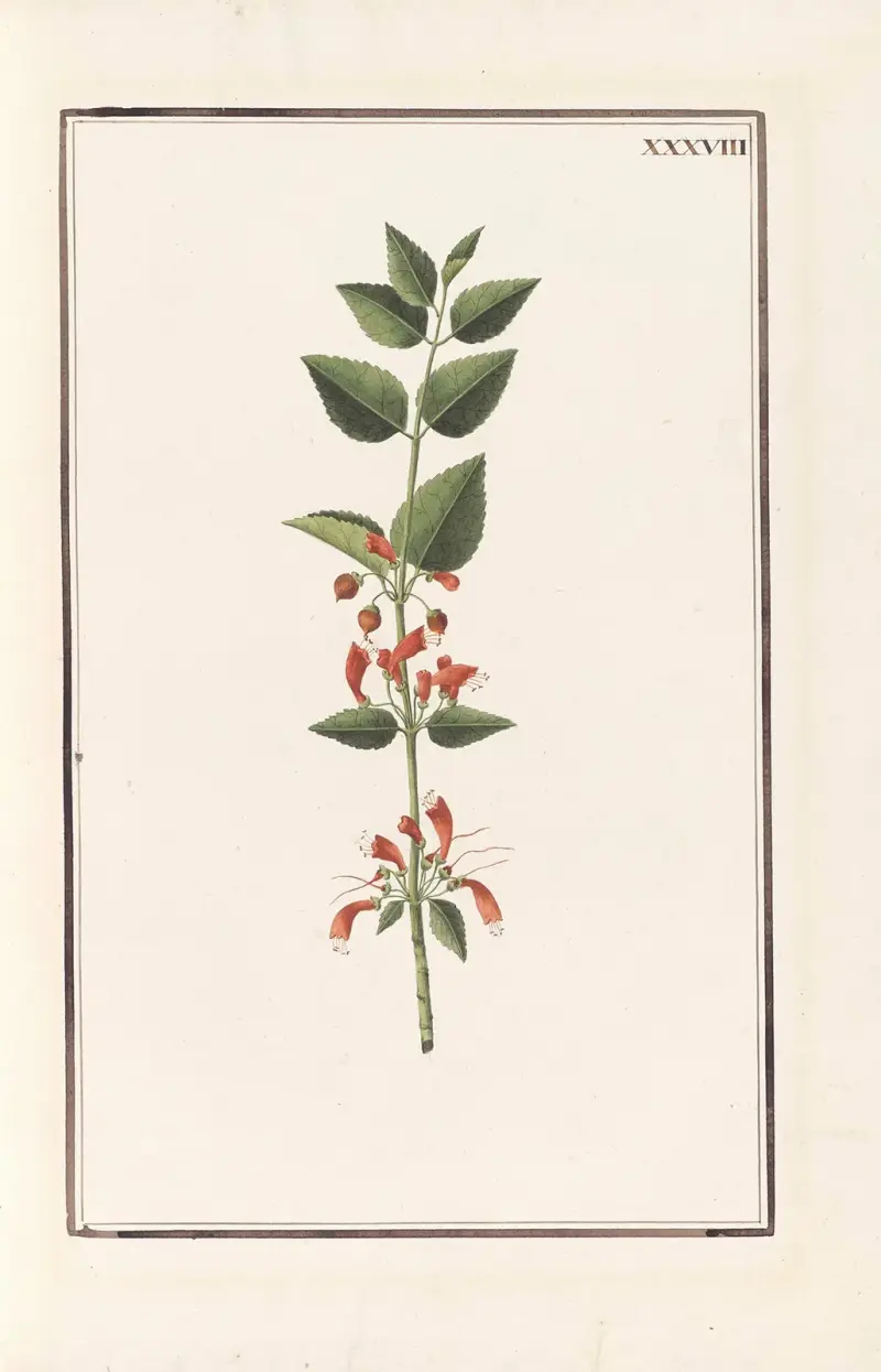 Stirpium imagines LXXV Pl.38 av Baldassare Cattrani