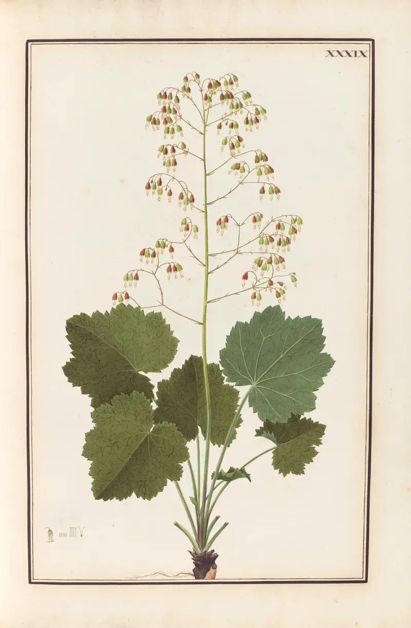 Stirpium imagines LXXV Pl.39 av Baldassare Cattrani