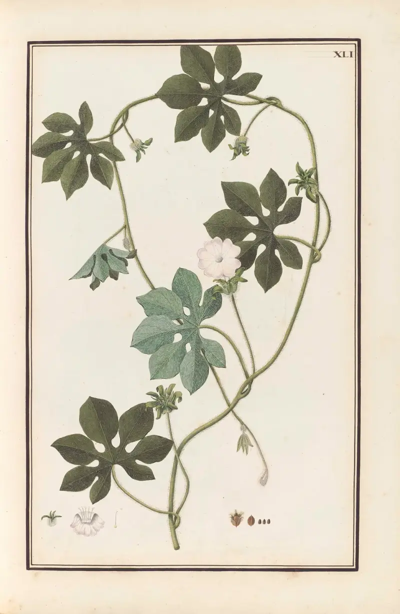 Stirpium imagines LXXV Pl.41 av Baldassare Cattrani
