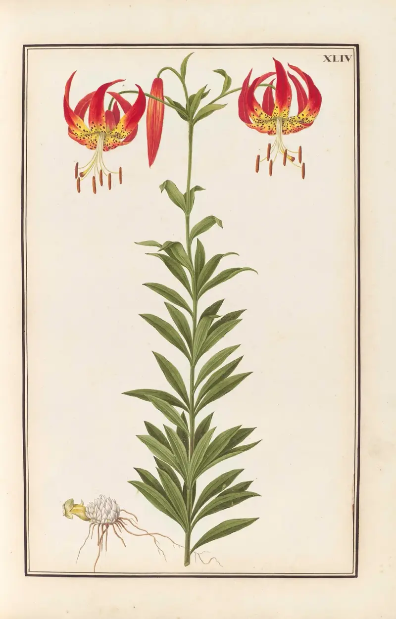 Stirpium imagines LXXV Pl.44 av Baldassare Cattrani