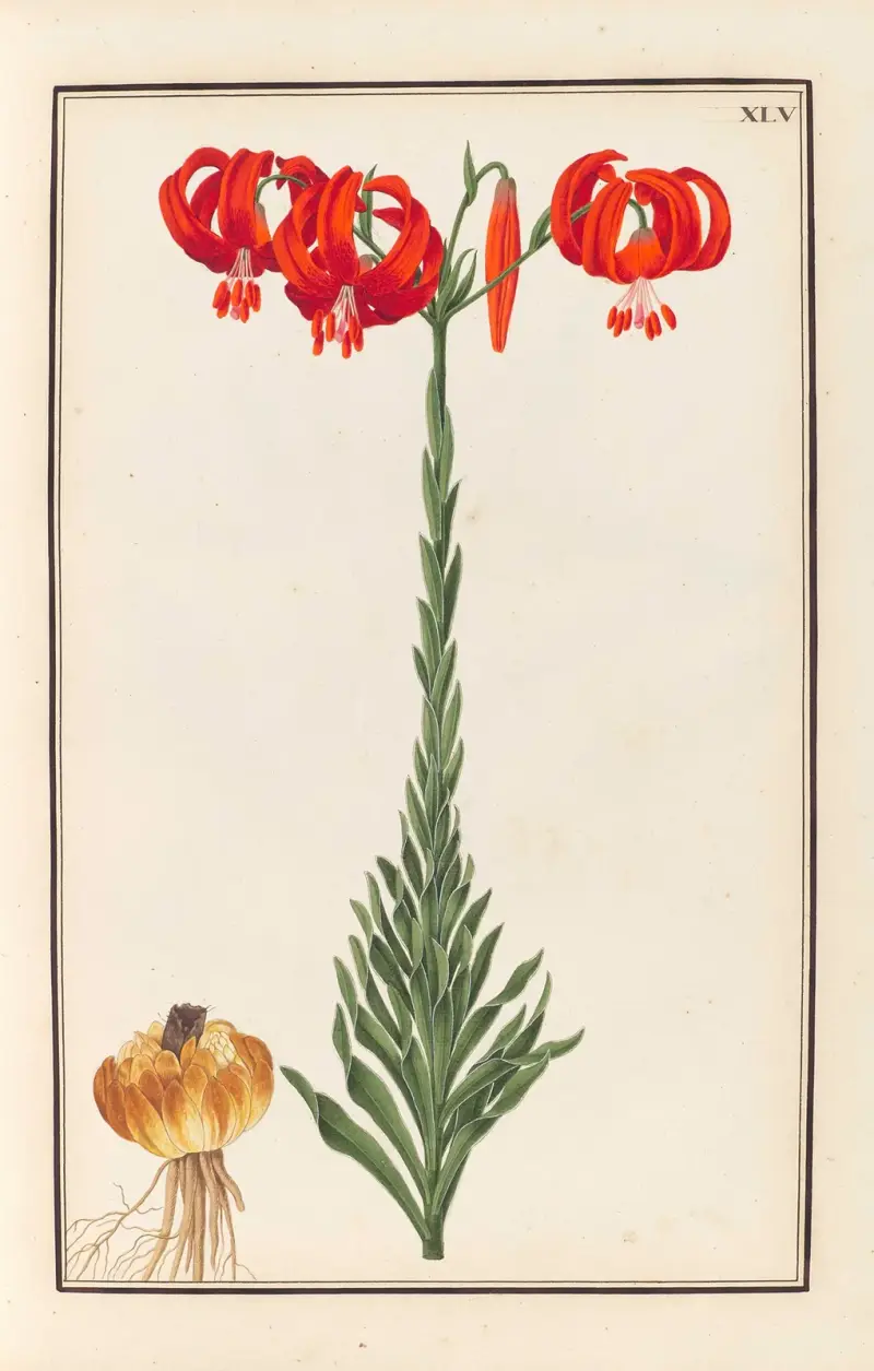 Stirpium imagines LXXV Pl.45 av Baldassare Cattrani