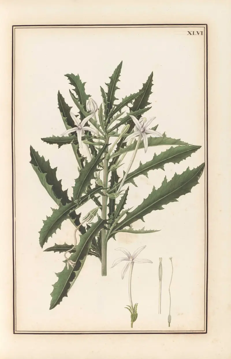 Stirpium imagines LXXV Pl.46 av Baldassare Cattrani