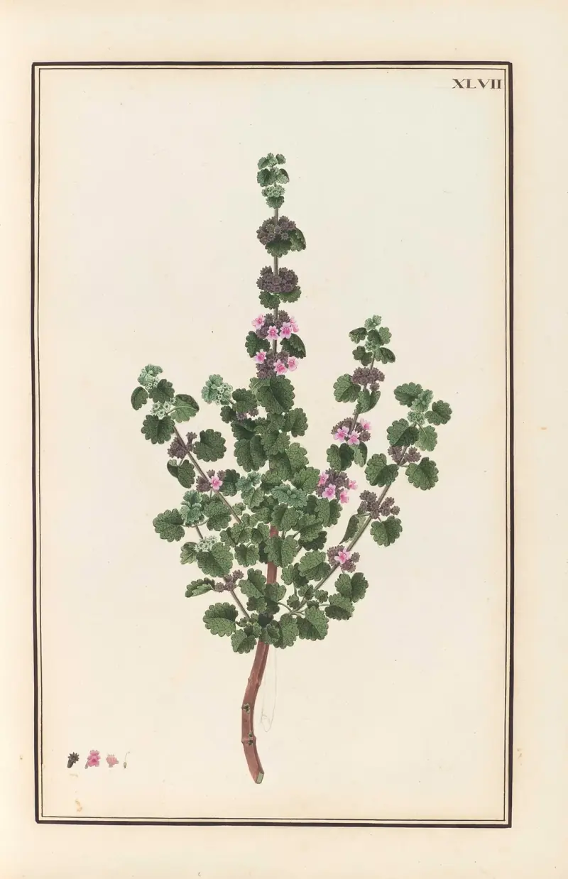 Stirpium imagines LXXV Pl.47 av Baldassare Cattrani