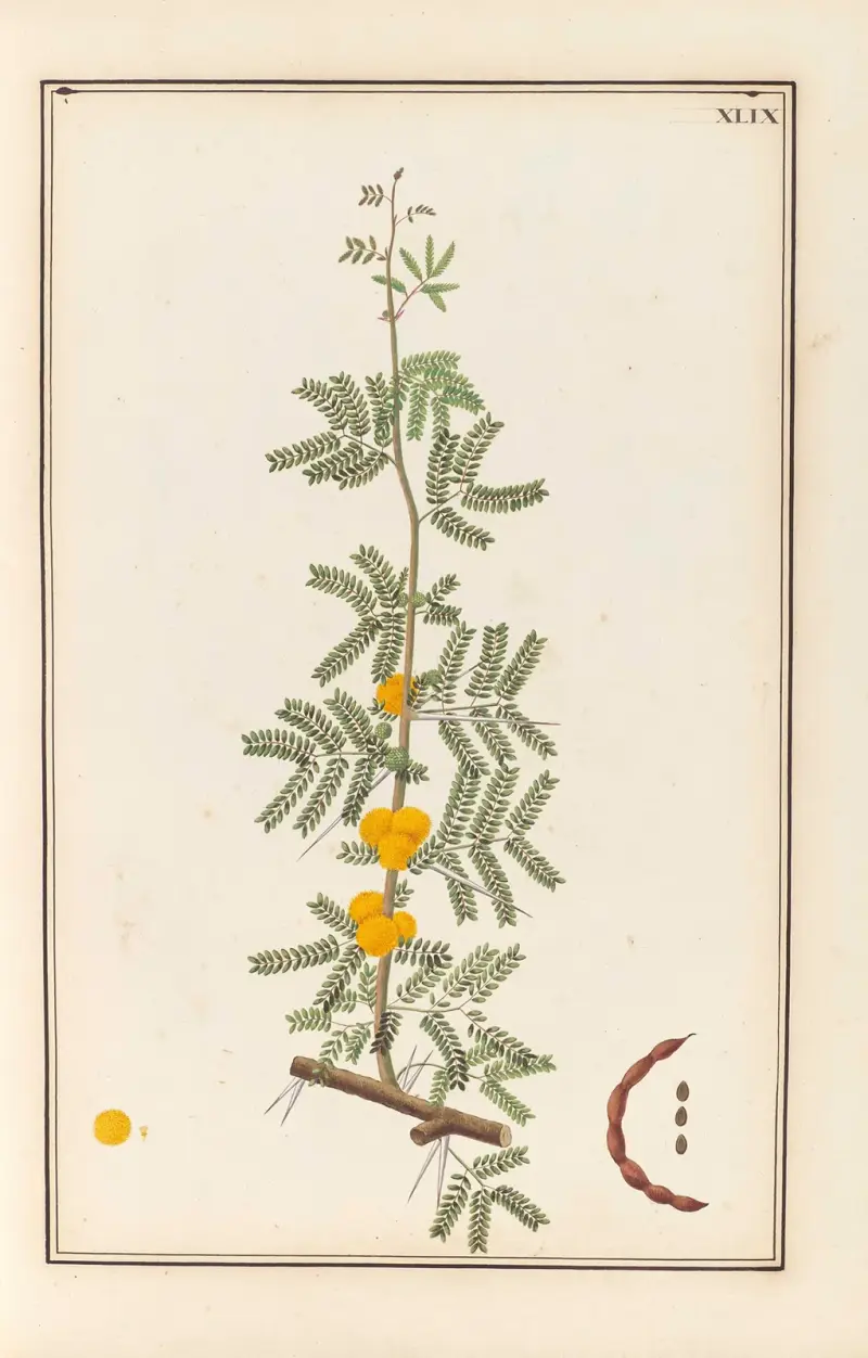 Stirpium imagines LXXV Pl.49 av Baldassare Cattrani