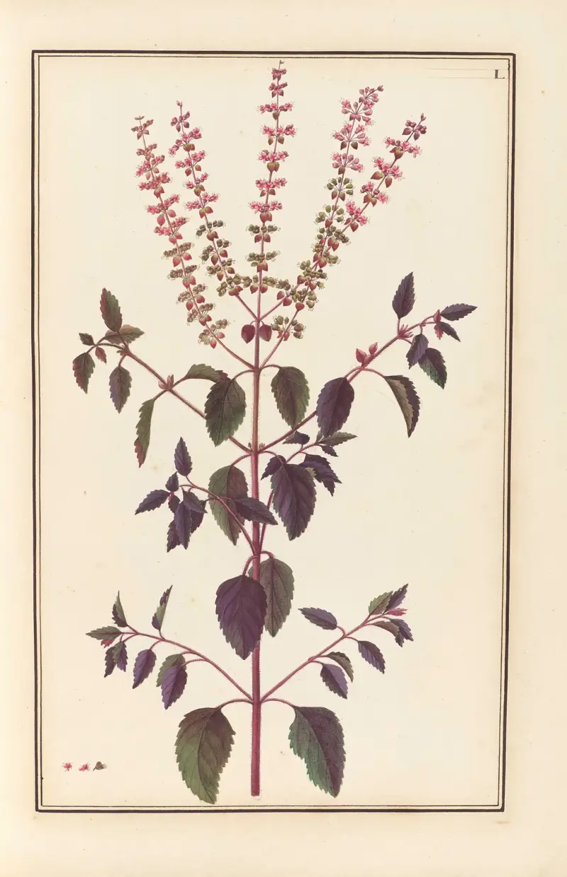 Stirpium imagines LXXV Pl.50 av Baldassare Cattrani