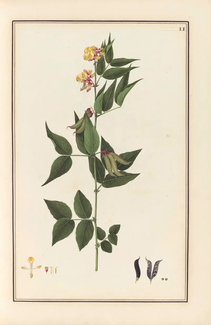 Stirpium imagines LXXV Pl.51 av Baldassare Cattrani