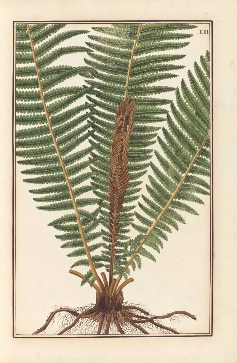 Stirpium imagines LXXV Pl.52 av Baldassare Cattrani