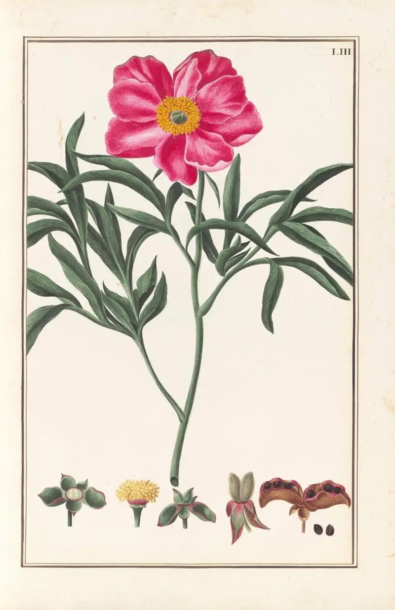 Stirpium imagines LXXV Pl.53 av Baldassare Cattrani