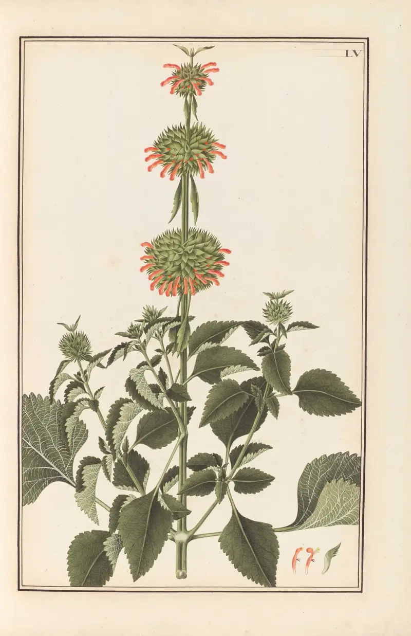 Stirpium imagines LXXV Pl.55 av Baldassare Cattrani