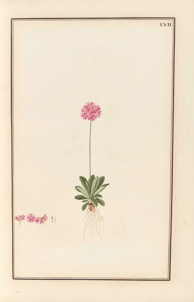 Stirpium imagines LXXV Pl.57 av Baldassare Cattrani