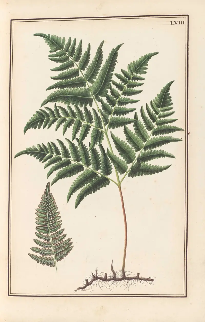 Stirpium imagines LXXV Pl.58 av Baldassare Cattrani