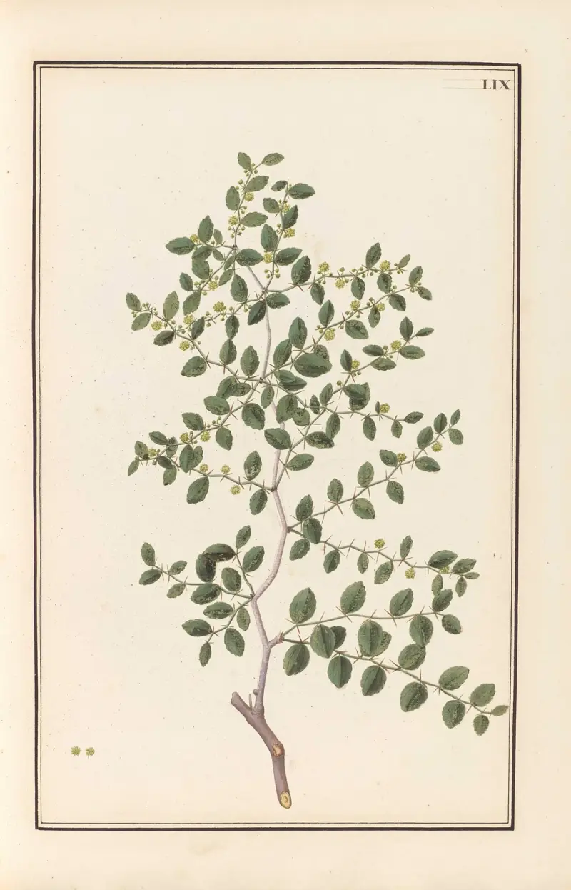 Stirpium imagines LXXV Pl.59 av Baldassare Cattrani