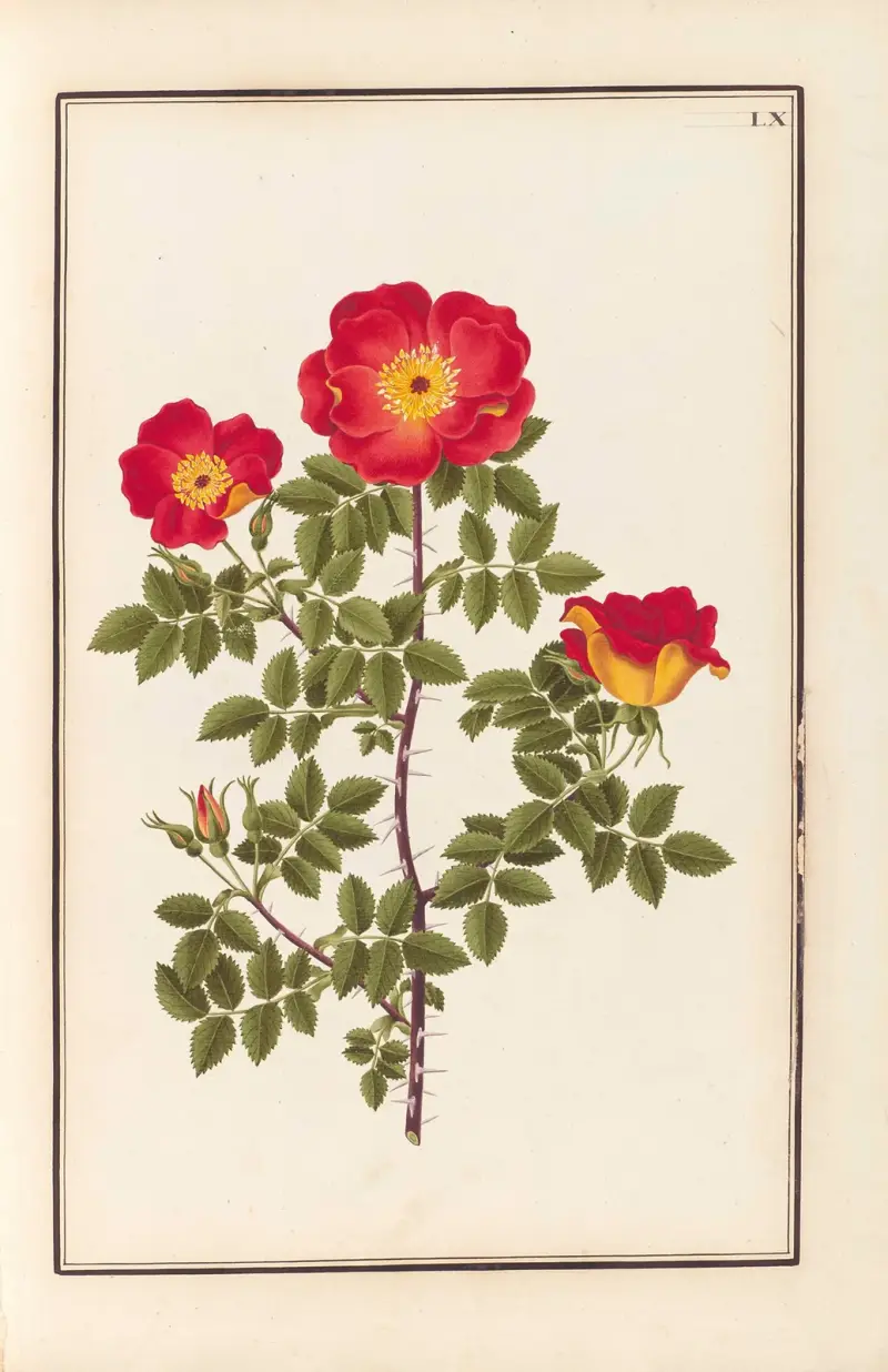 Stirpium imagines LXXV Pl.60 av Baldassare Cattrani