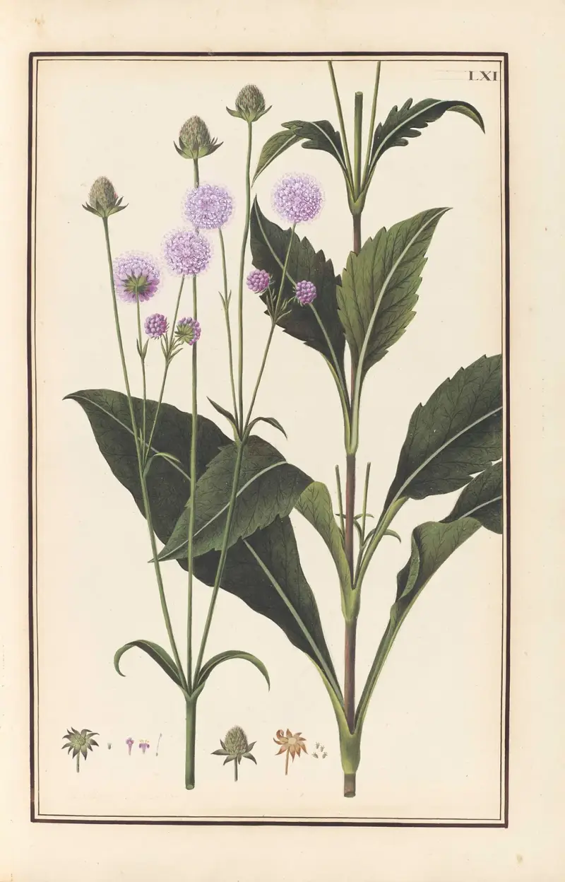 Stirpium imagines LXXV Pl.61 av Baldassare Cattrani