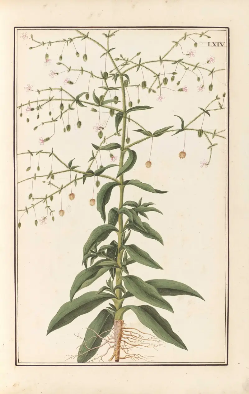 Stirpium imagines LXXV Pl.64 av Baldassare Cattrani