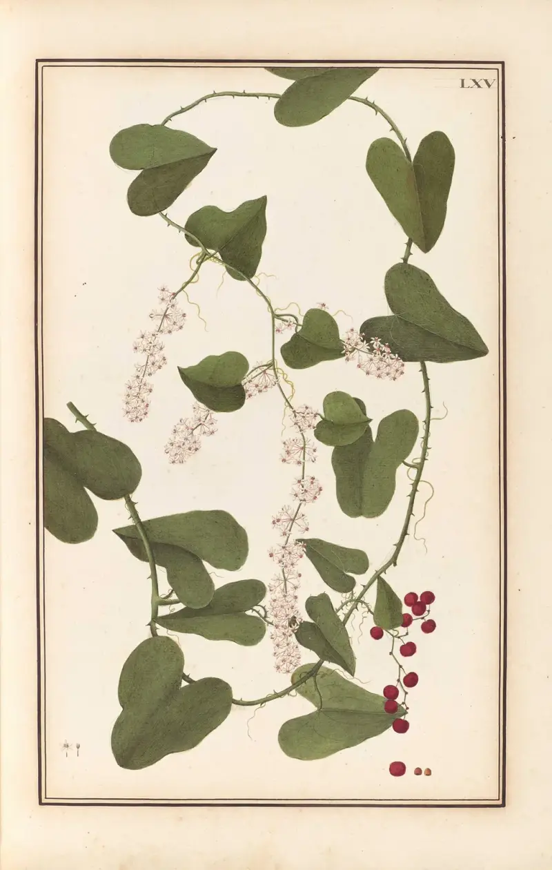 Stirpium imagines LXXV Pl.65 av Baldassare Cattrani